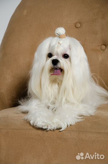 Мальтезе вязка