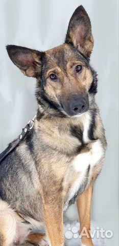 Овчарка метис молодая, спокойная