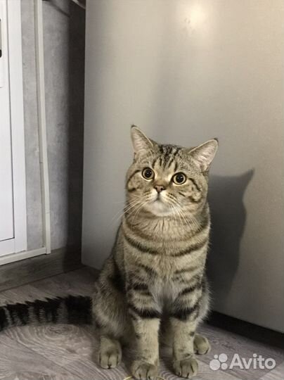 Шотландский кот вязка