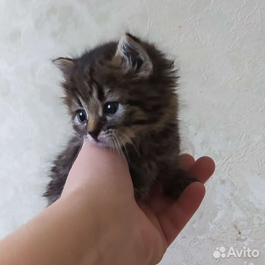 Котенок мальчик 1 месяц бесплатно