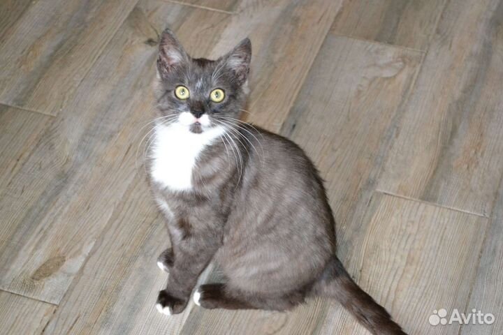 Кошка в дар