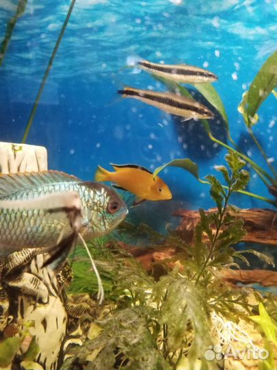 Лабидохромис еллоу