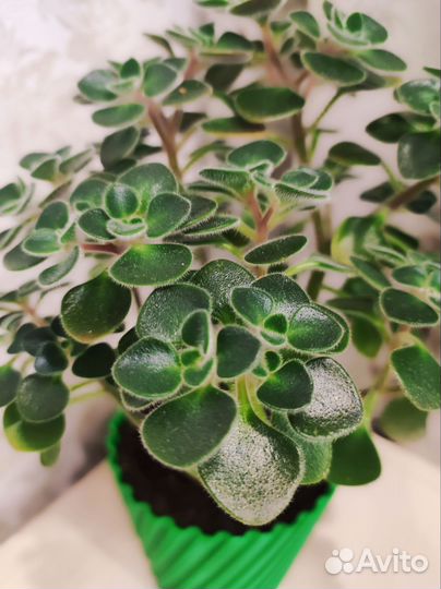 Комнатный цветок, Аихризон, взрослое растение