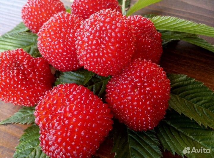 Тибетская малина