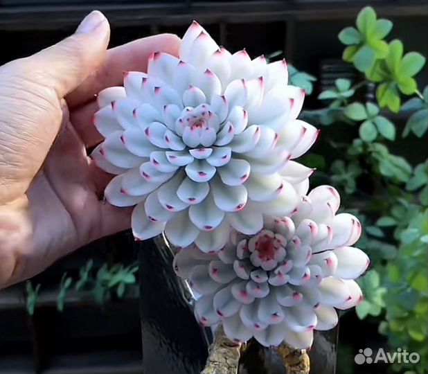 Необычные суккуленты, каланхоэ