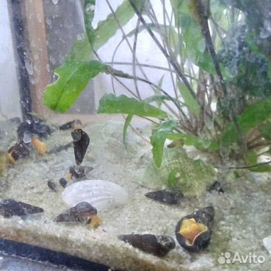 Аквариумные рыбки, растения