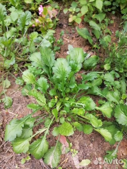 Ромашка садовая