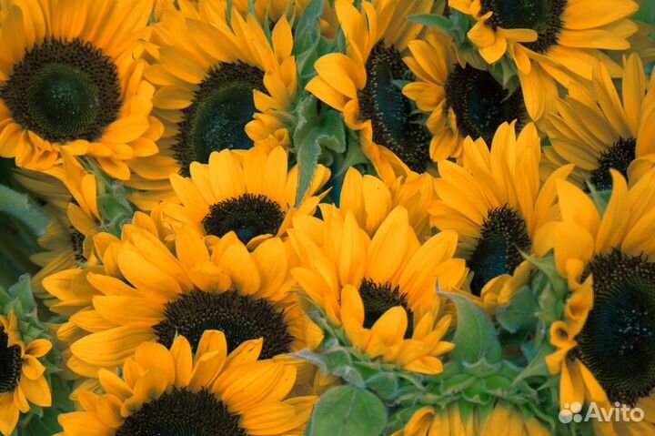 Букет из подсолнухов