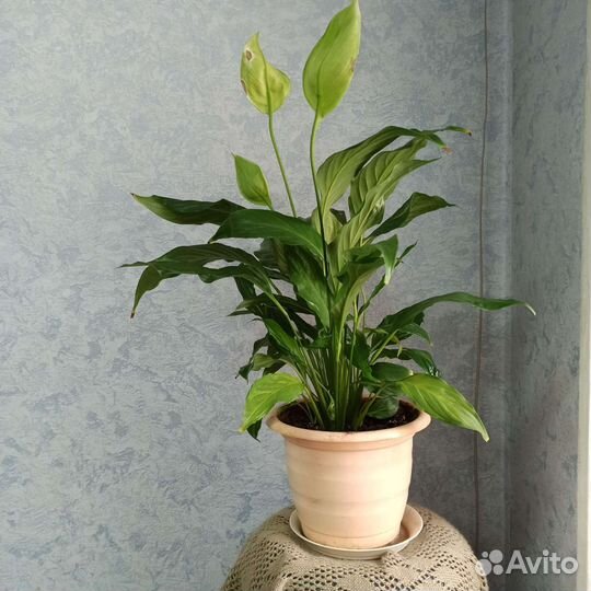 Спатифиллум