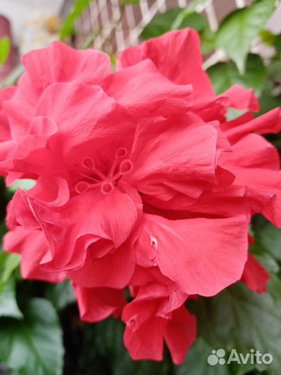 Гибискусы комнатные 4 вида