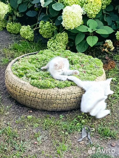 Котики бесплатно в добрые руки