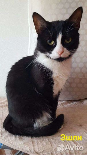 От сестричек отказались хозяева