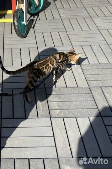 Бенгальские котята VIP