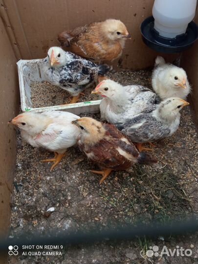 Цыплята Доменанты подрощенные