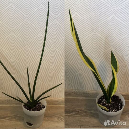 Сансевиерия цилиндрика Скайлайн, Футура Суперба