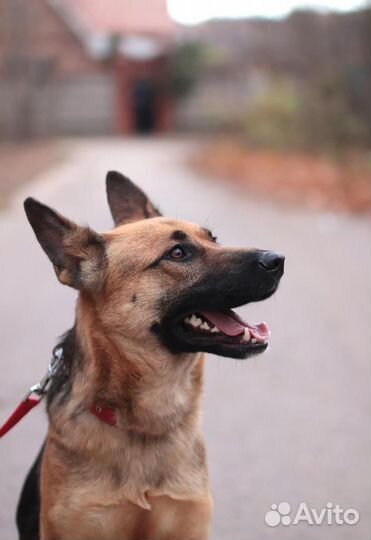 Бельгийская овчарка метис