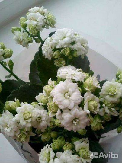 Коланхое Каландива