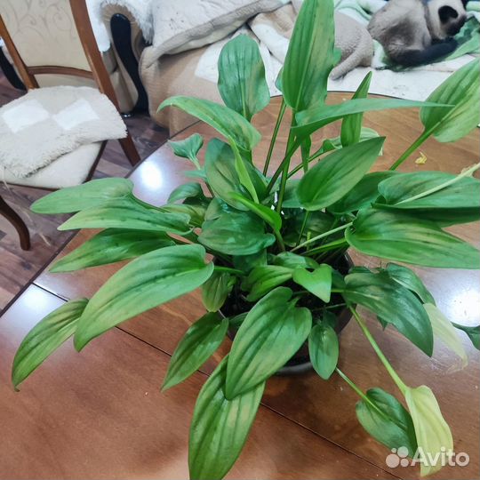 Дримиопсис