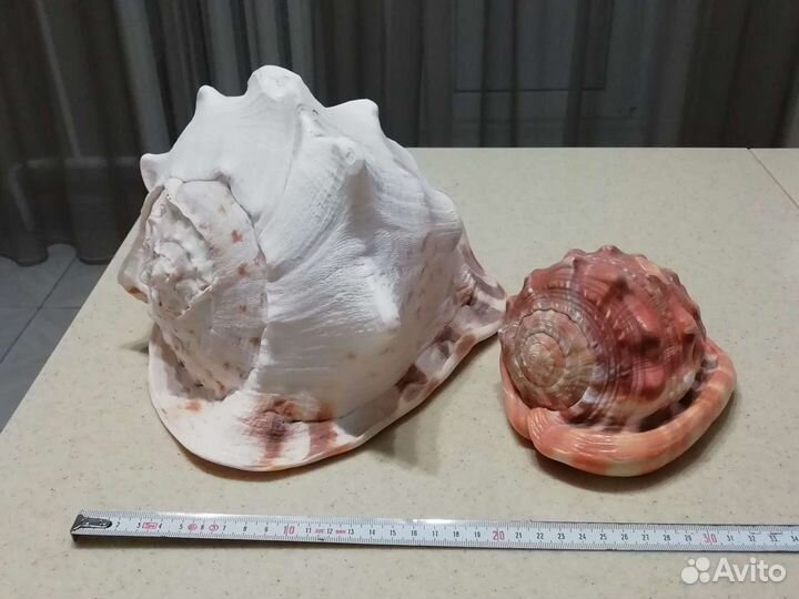 Морские раковины