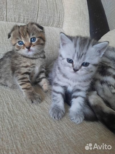 Продам шотландских котят