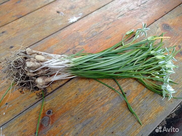 Луковичные растения