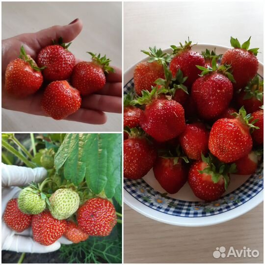 Продам рассаду Виктории