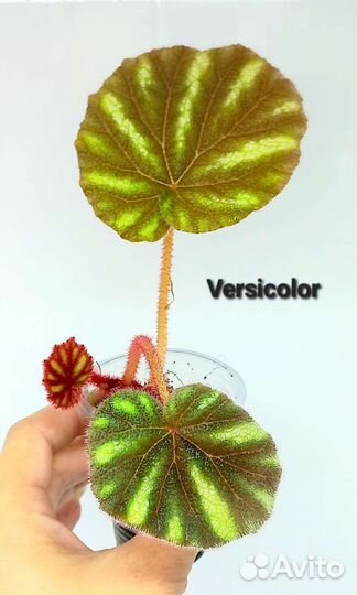 Бегония Dracopelta,Versicolor, Anita Charad и др