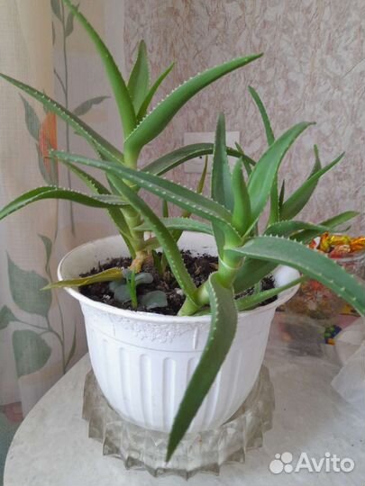 Алоэ,хлорофитум,панданус