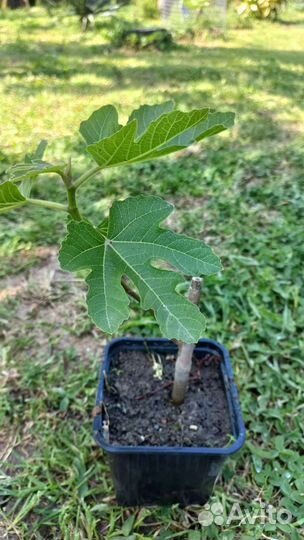 Саженцы инжира