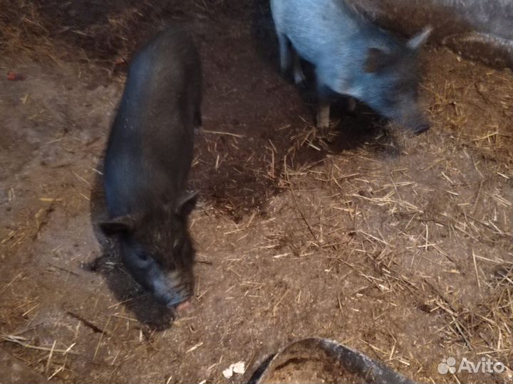 Вьетнамские вислобрюхие поросята