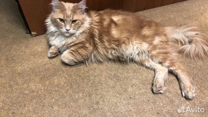 Вязка Кот мейн-кун