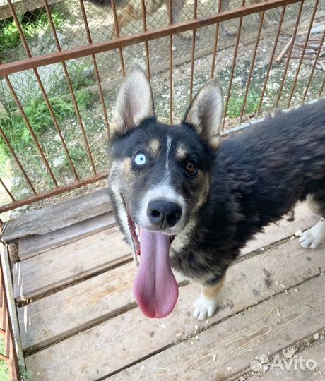 Разноглазый хаски щенок ищет дом