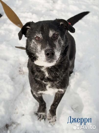 Собаки в добрые руки