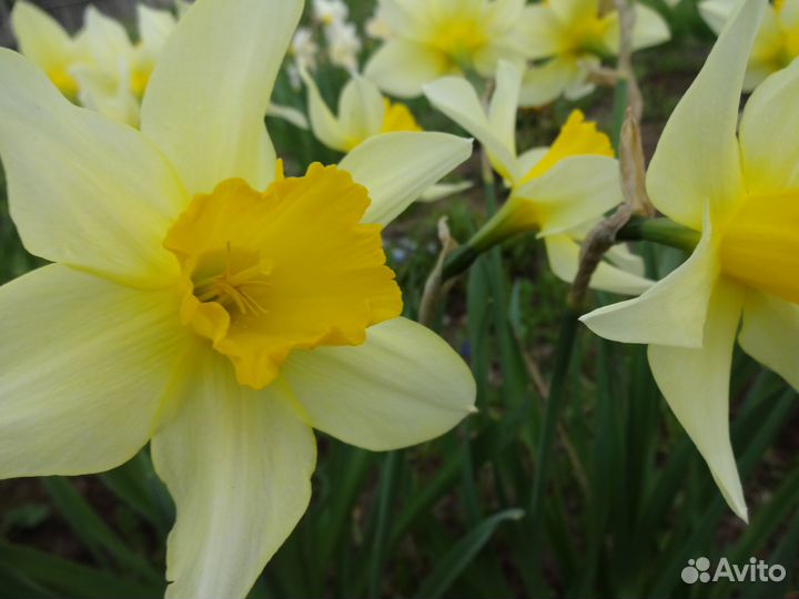 Астра многолетняя, нарциссы