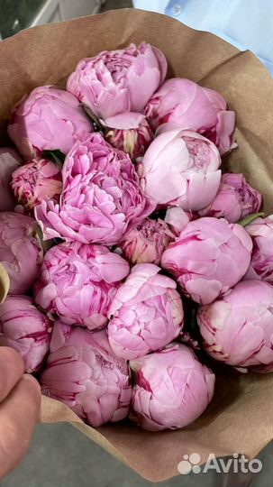 Пионы букеты цветы