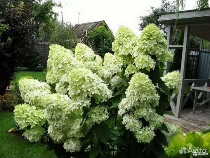 Гортензия саженцы Фантом, Лаймлайт, Пикачу