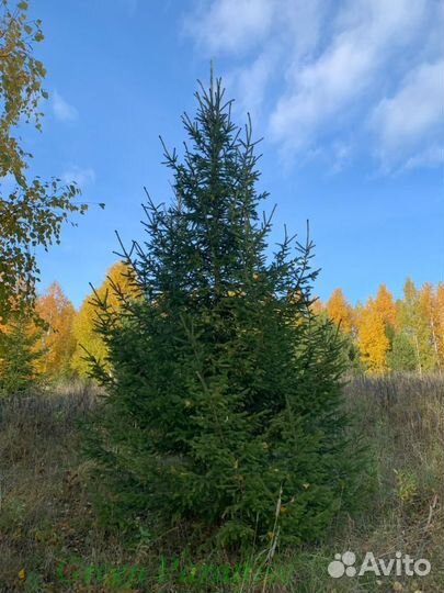 Ель обыкновенная