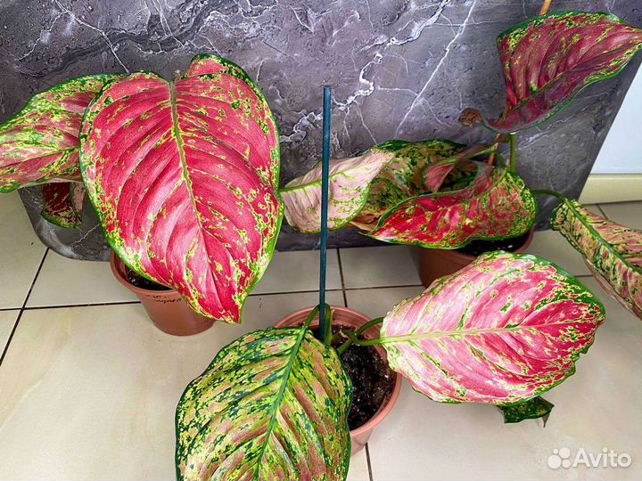 Аглаонемы сортовые