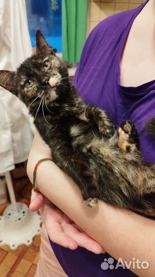 Отдам кошечку
