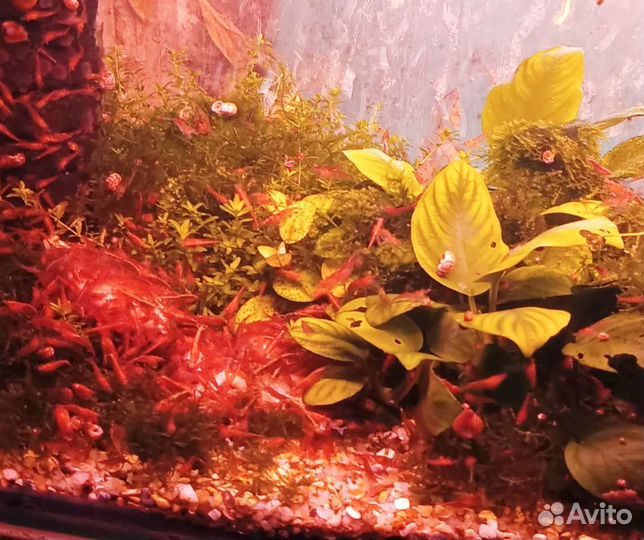 Аквариумные рыбки,креветки вишневая(черри)