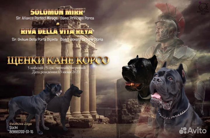 Щенки Кане-Корсо Сочи