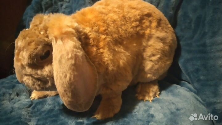 Карликовый рекс плюш