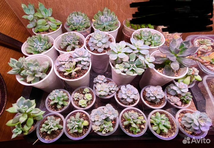 Эхеверии / суккуленты / пахиверии / хавортии