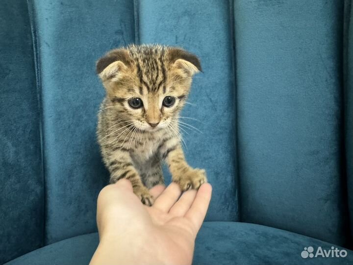 Котята в добрые руки даром