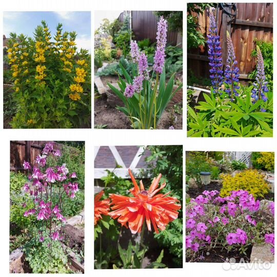 Многолетние растения для вашего сада