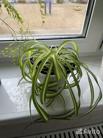 Хлорофитум