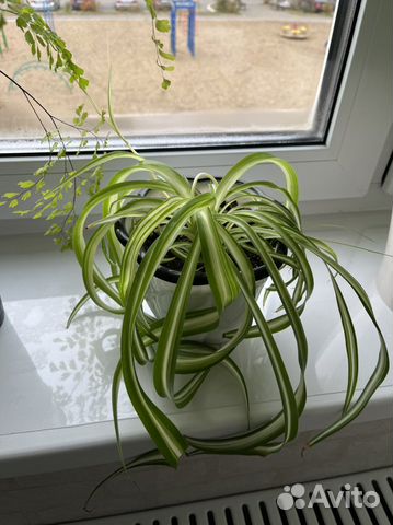 Хлорофитум