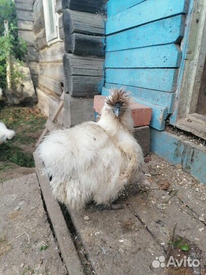 Продам кур китайских шелковых