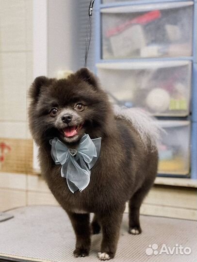 Собака для фотосессии