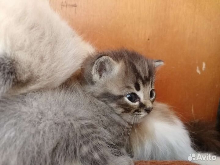 Невская кошечка